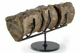 Articulated Hadrosaur (Brachylophosaurus?) Vertebrae - Montana #353511-1